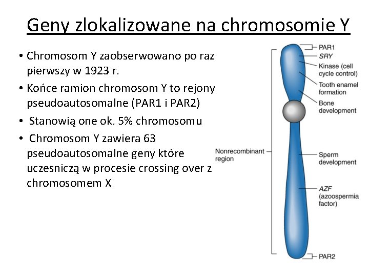 Geny zlokalizowane na chromosomie Y • Chromosom Y zaobserwowano po raz pierwszy w 1923