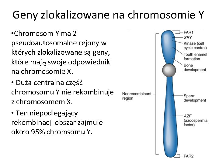 Geny zlokalizowane na chromosomie Y • Chromosom Y ma 2 pseudoautosomalne rejony w których