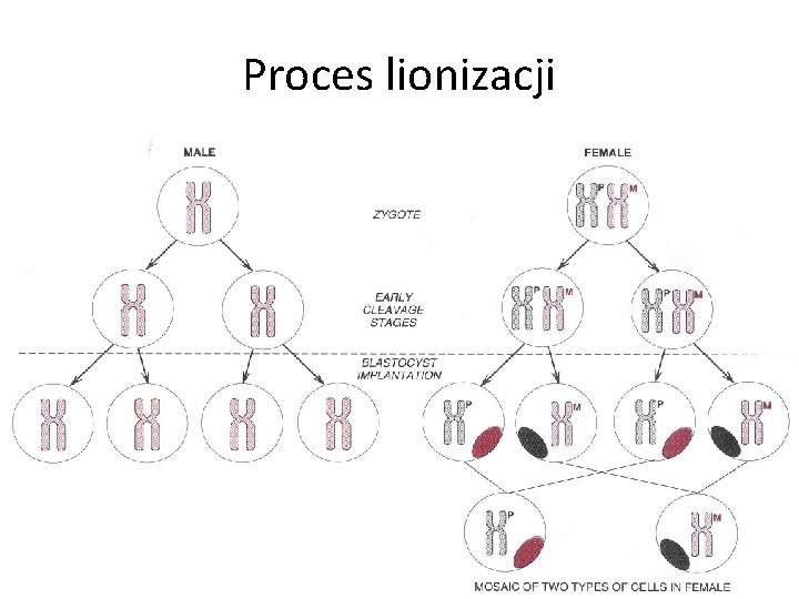 Proces lionizacji 