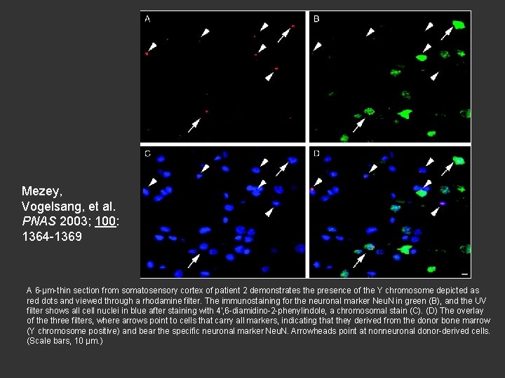 Mezey, Vogelsang, et al. PNAS 2003; 100: 1364 -1369 A 6 -µm-thin section from