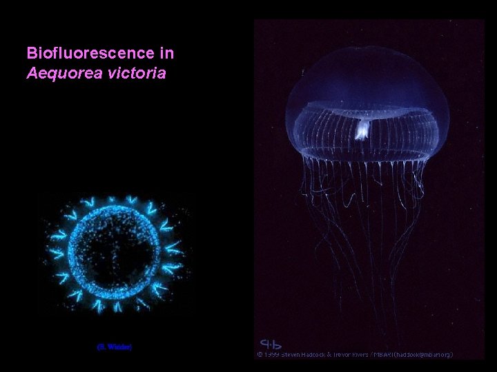 Biofluorescence in Aequorea victoria 