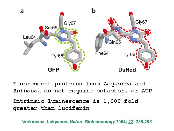 Fluorescent proteins from Aequorea and Anthozoa do not require cofactors or ATP Intrinsic luminescence