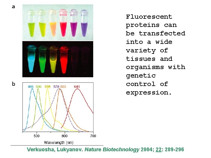 Fluorescent proteins can be transfected into a wide variety of tissues and organisms with