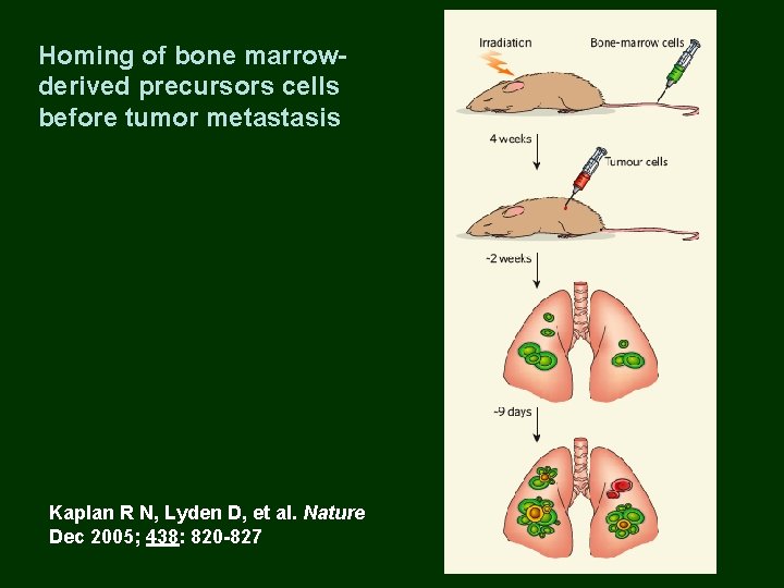 Homing of bone marrowderived precursors cells before tumor metastasis Kaplan R N, Lyden D,
