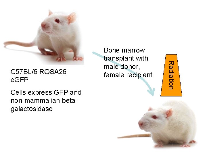 Cells express GFP and non-mammalian betagalactosidase Radiation C 57 BL/6 ROSA 26 e. GFP