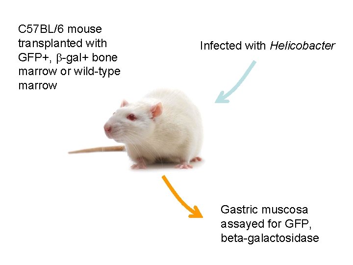 C 57 BL/6 mouse transplanted with GFP+, -gal+ bone marrow or wild-type marrow Infected