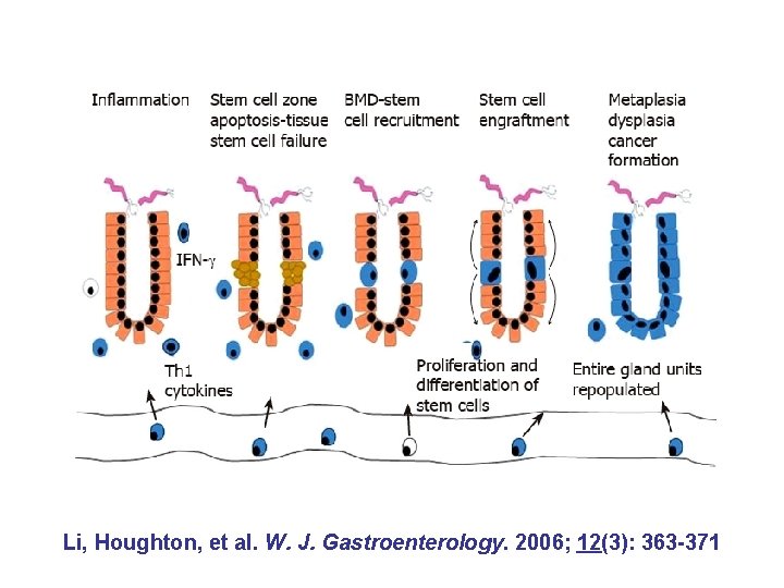 Li, Houghton, et al. W. J. Gastroenterology. 2006; 12(3): 363 -371 