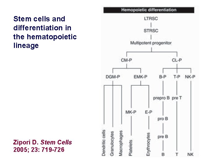 Stem cells and differentiation in the hematopoietic lineage Zipori D. Stem Cells 2005; 23: