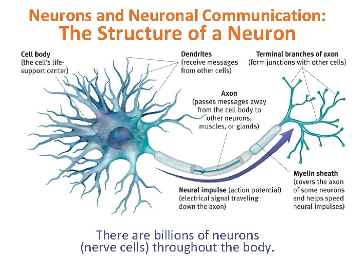 Neurons and Neuronal Communication: The Structure of a Neuron There are billions of neurons