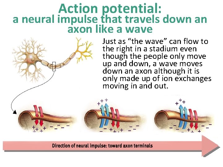 Action potential: a neural impulse that travels down an axon like a wave Just