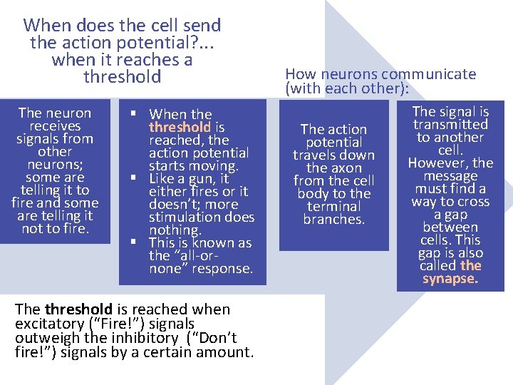 When does the cell send the action potential? . . . when it reaches