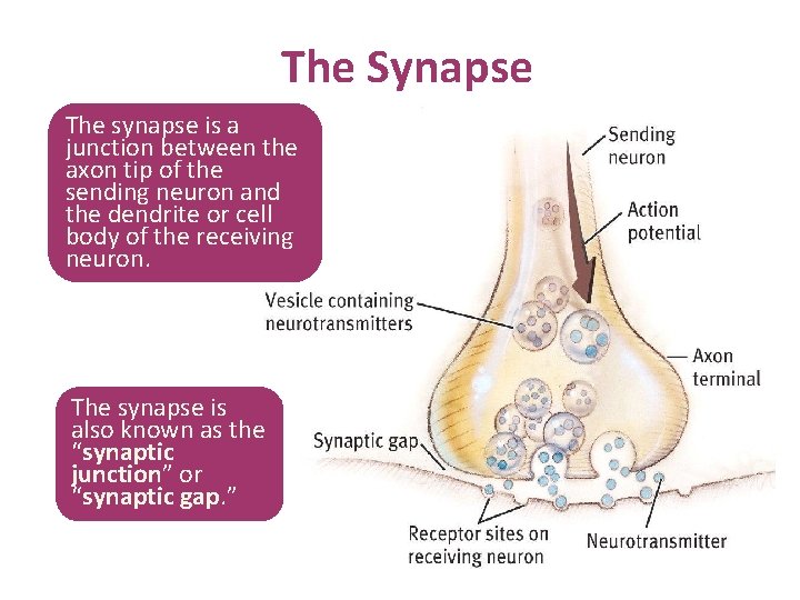 The Synapse The synapse is a junction between the axon tip of the sending