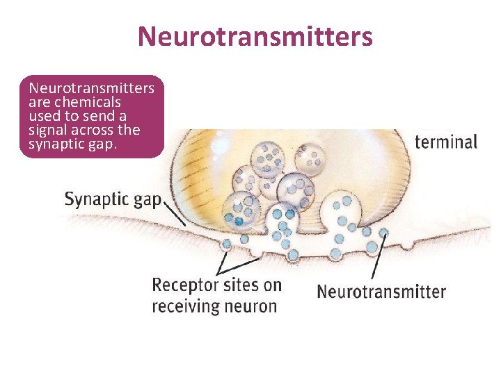 Neurotransmitters are chemicals used to send a signal across the synaptic gap. 