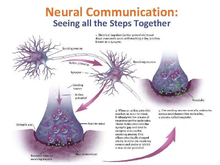 Neural Communication: Seeing all the Steps Together 