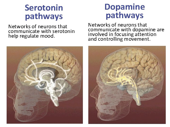 Serotonin pathways Networks of neurons that communicate with serotonin help regulate mood. Dopamine pathways