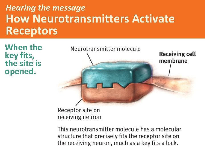 Hearing the message How Neurotransmitters Activate Receptors When the key fits, the site is