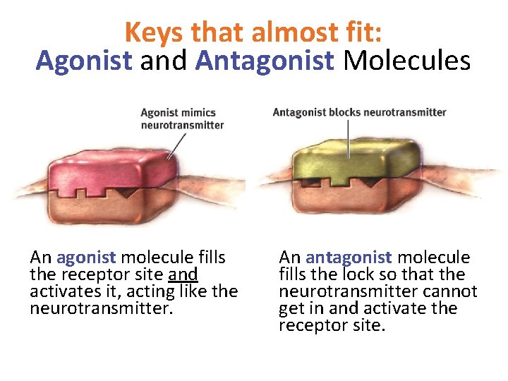 Keys that almost fit: Agonist and Antagonist Molecules An agonist molecule fills the receptor