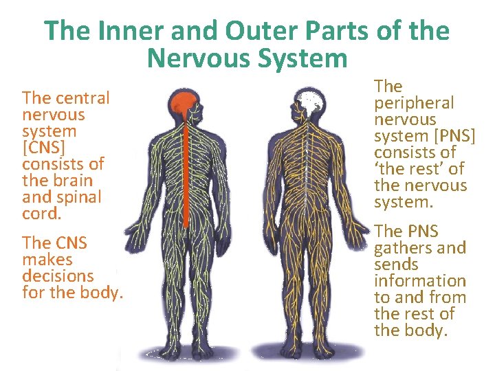 The Inner and Outer Parts of the Nervous System The central nervous system [CNS]