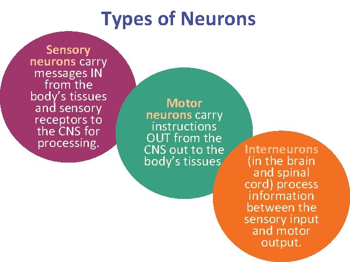 Types of Neurons Sensory neurons carry messages IN from the body’s tissues and sensory