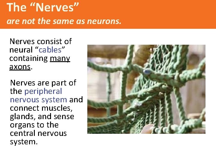 The “Nerves” are not the same as neurons. Nerves consist of neural “cables” containing