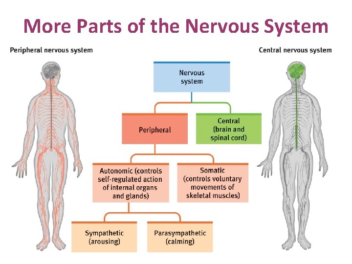 More Parts of the Nervous System 