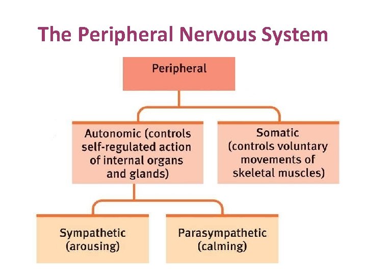 The Peripheral Nervous System 