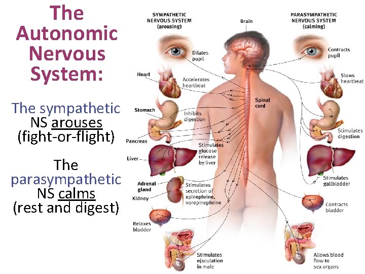 The Autonomic Nervous System: The sympathetic NS arouses (fight-or-flight) The parasympathetic NS calms (rest