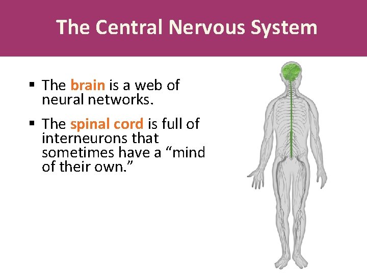 The Central Nervous System § The brain is a web of neural networks. §
