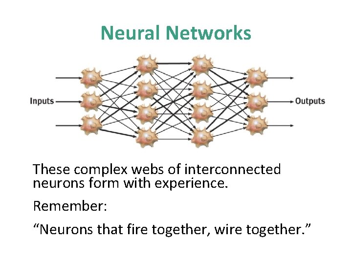 Neural Networks These complex webs of interconnected neurons form with experience. Remember: “Neurons that