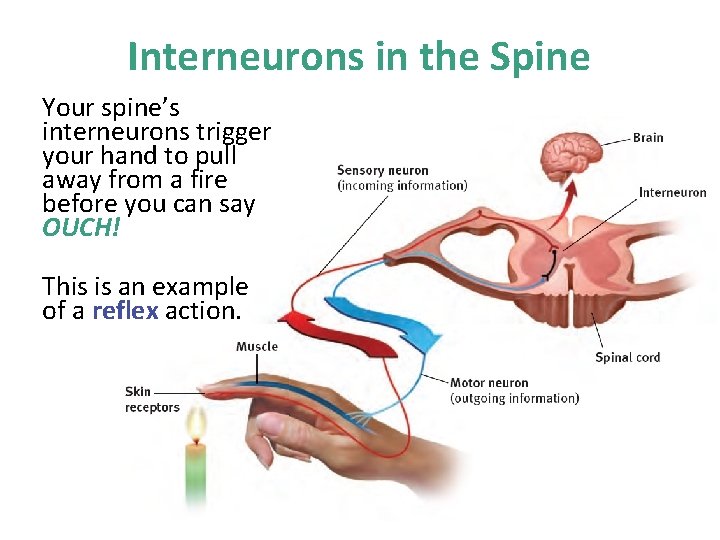 Interneurons in the Spine Your spine’s interneurons trigger your hand to pull away from