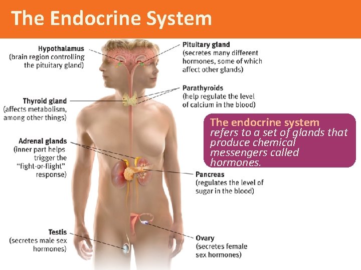 The Endocrine System The endocrine system refers to a set of glands that produce