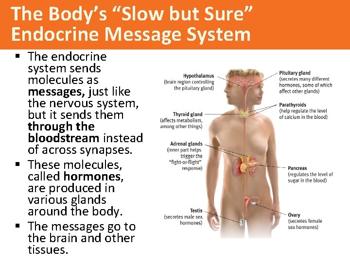 The Body’s “Slow but Sure” Endocrine Message System § The endocrine system sends molecules