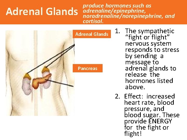 Adrenal Glands produce hormones such as adrenaline/epinephrine, noradrenaline/norepinephrine, and cortisol. Adrenal Glands Pancreas 1.