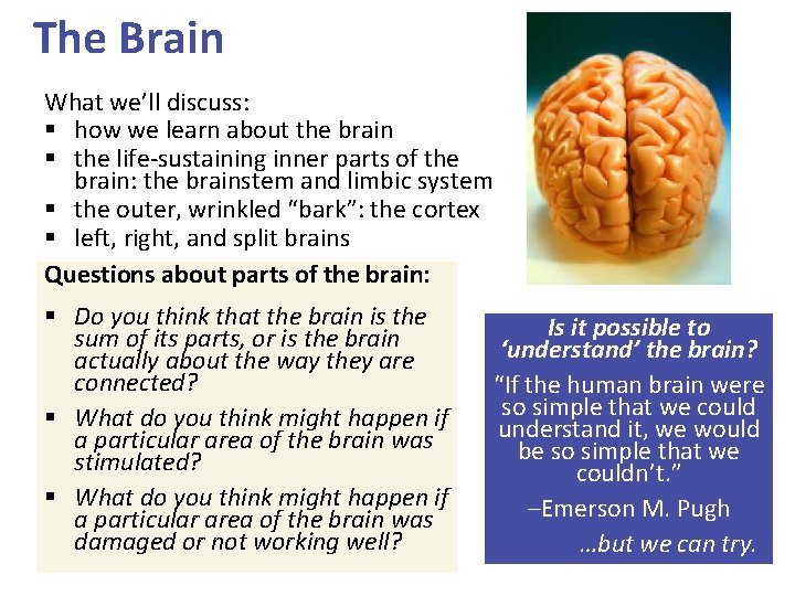 The Brain What we’ll discuss: § how we learn about the brain § the