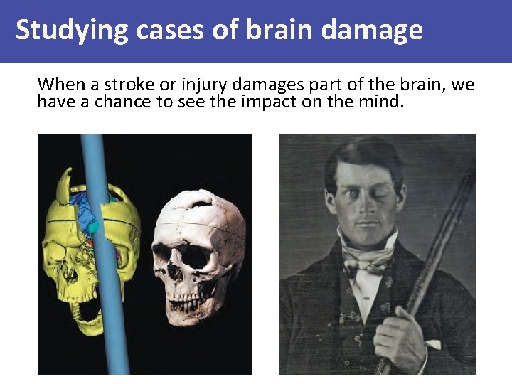 Studying cases of brain damage When a stroke or injury damages part of the