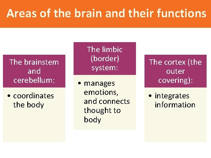Areas of the brain and their functions The brainstem and cerebellum: • coordinates the