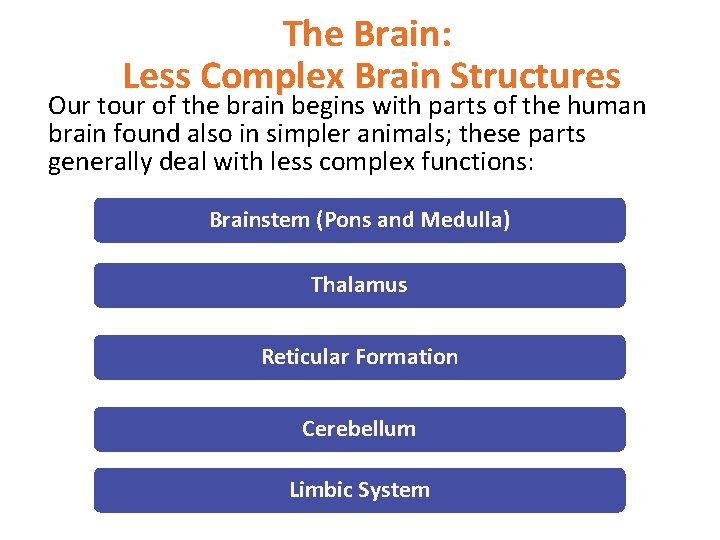 The Brain: Less Complex Brain Structures Our tour of the brain begins with parts