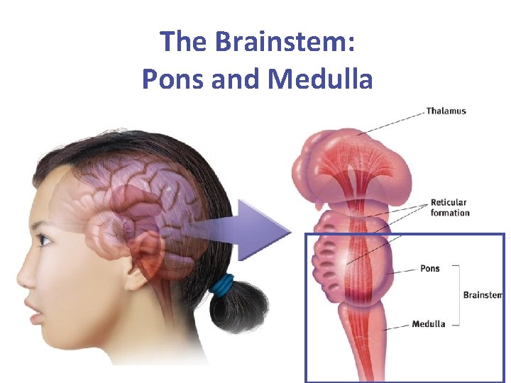 The Brainstem: Pons and Medulla 