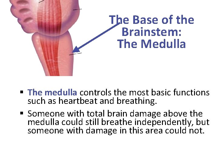 The Base of the Brainstem: The Medulla § The medulla controls the most basic