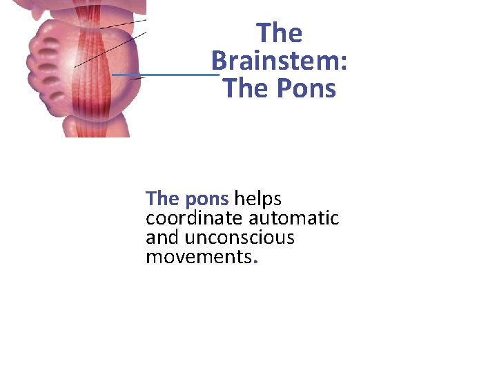 The Brainstem: The Pons The pons helps coordinate automatic and unconscious movements. 