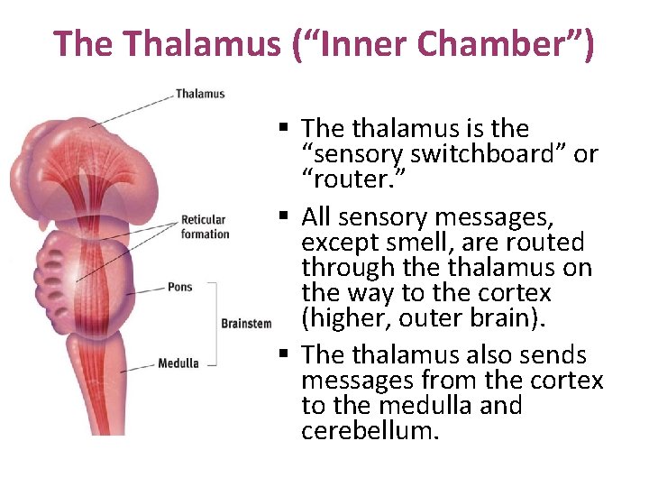 The Thalamus (“Inner Chamber”) § The thalamus is the “sensory switchboard” or “router. ”