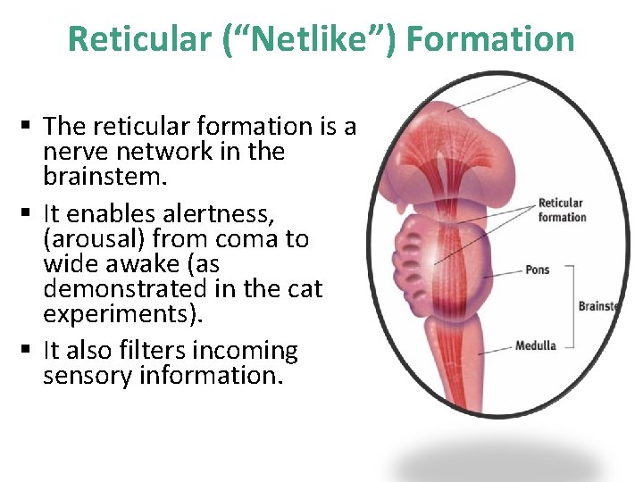 Reticular (“Netlike”) Formation § The reticular formation is a nerve network in the brainstem.