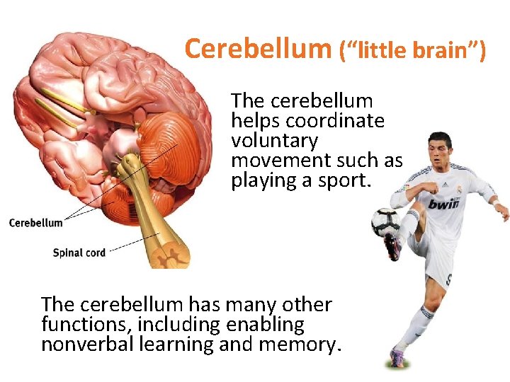 Cerebellum (“little brain”) The cerebellum helps coordinate voluntary movement such as playing a sport.