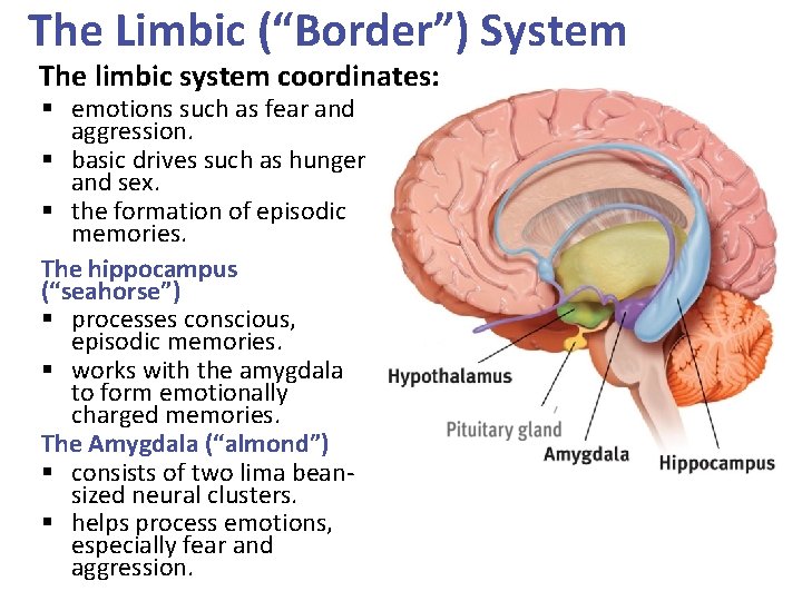 The Limbic (“Border”) System The limbic system coordinates: § emotions such as fear and