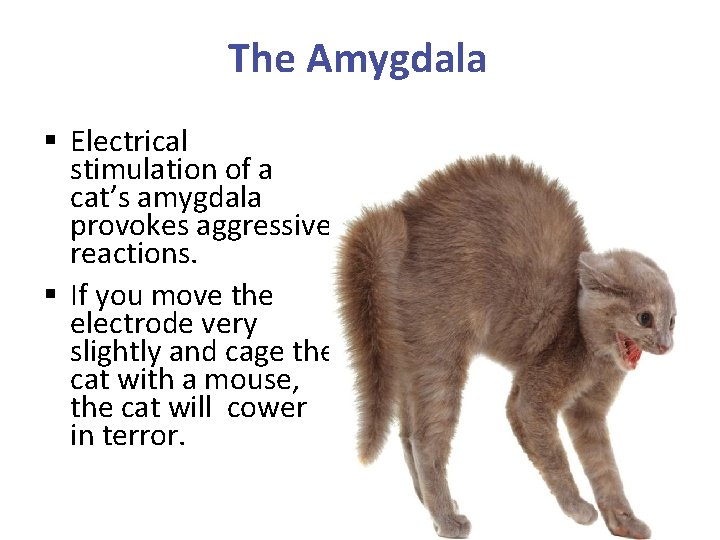 The Amygdala § Electrical stimulation of a cat’s amygdala provokes aggressive reactions. § If