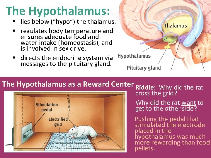 The Hypothalamus: § lies below (“hypo”) the thalamus. § regulates body temperature and ensures