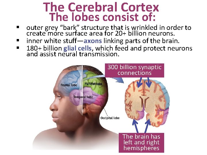 The Cerebral Cortex The lobes consist of: § outer grey “bark” structure that is
