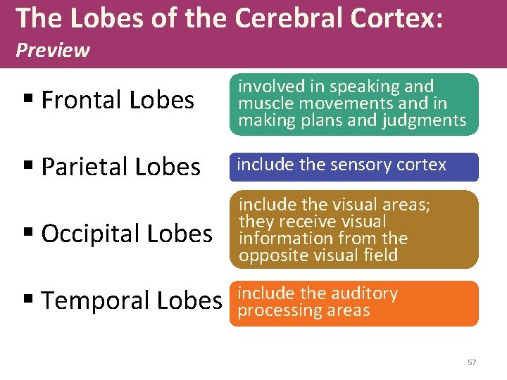 The Lobes of the Cerebral Cortex: Preview § Frontal Lobes involved in speaking and