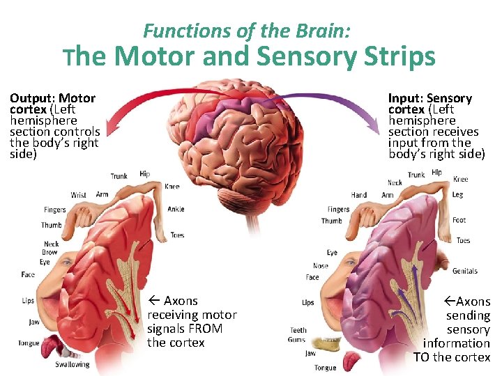 Functions of the Brain: The Motor and Sensory Strips Output: Motor cortex (Left hemisphere
