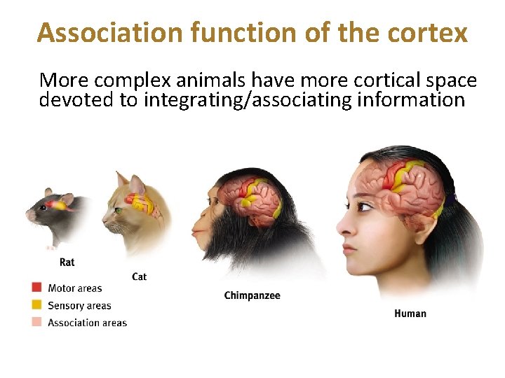 Association function of the cortex More complex animals have more cortical space devoted to